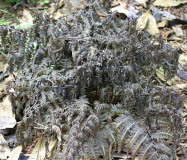 Athyrium niponicum