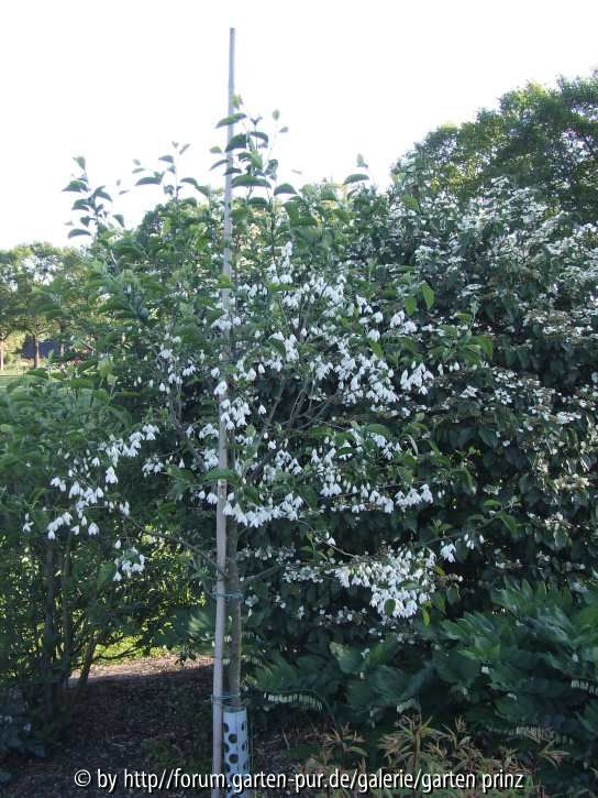 Halesia diptera magniflora 2011/05 tree