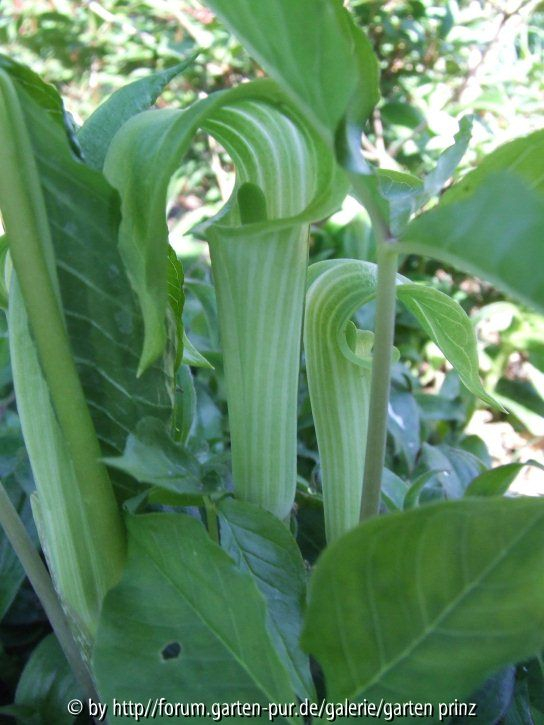 Arisaema triphyllum 2011/05