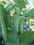 Arisaema triphyllum 2011/05