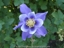 Aquilegia glandulosa var. jacunda 2011/05