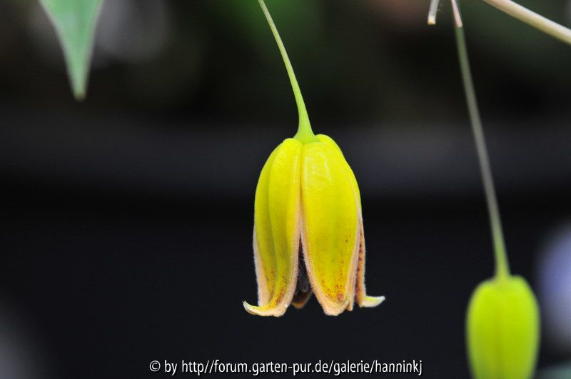 Clematis pogonandra