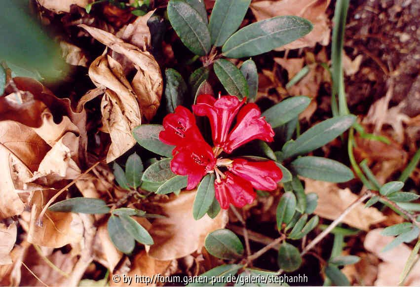 Rhododendron sperabiloides R.125