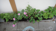 Neue Duftpelargonien 2011