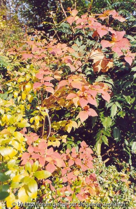 Rhododendron wadanum