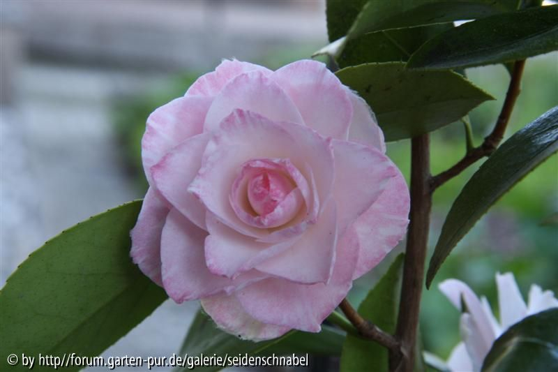 Grace Albritton 04_05_2011
