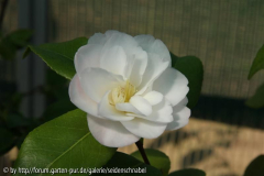 Dr_ Tinsley 23_04_2011
