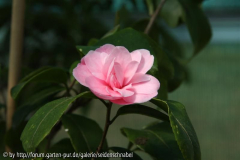 C_ maliflora 23_04_2011