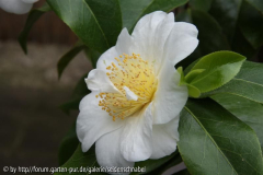White Empress 04_05_2011
