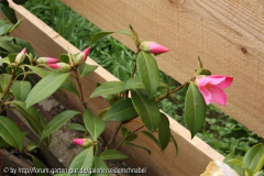 Tulip Time 25_04_2011