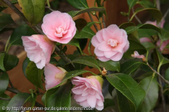 Peach Blossom 25_04_2011