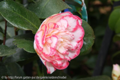 Margret Davis 25_04_2011