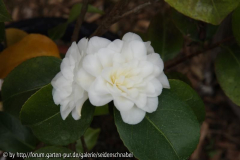 Lemon Drop 25_04_2011