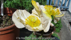 Islandmohn