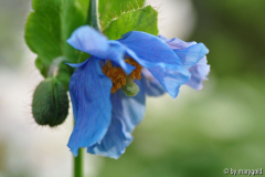 Meconopsis b_ 2.JPG