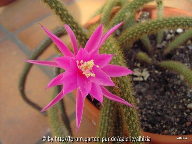Aporocactus flagelliformis II