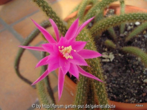 Aporocactus flagelliformis II