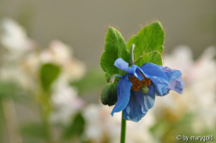 Meconopsis b_ 1.JPG
