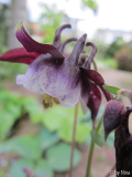 Aquilegia aquarell
