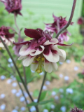 Aquilegia gerüscht