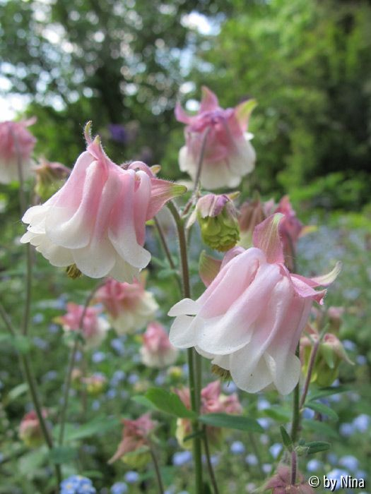 Aquilegia Balettrock