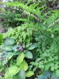 Kleines Schattenbeet 01
