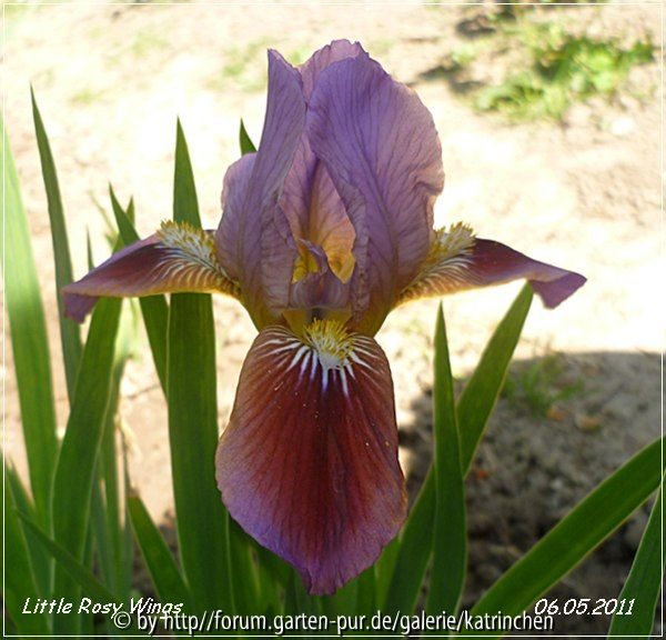 Liitle Rosy Wings