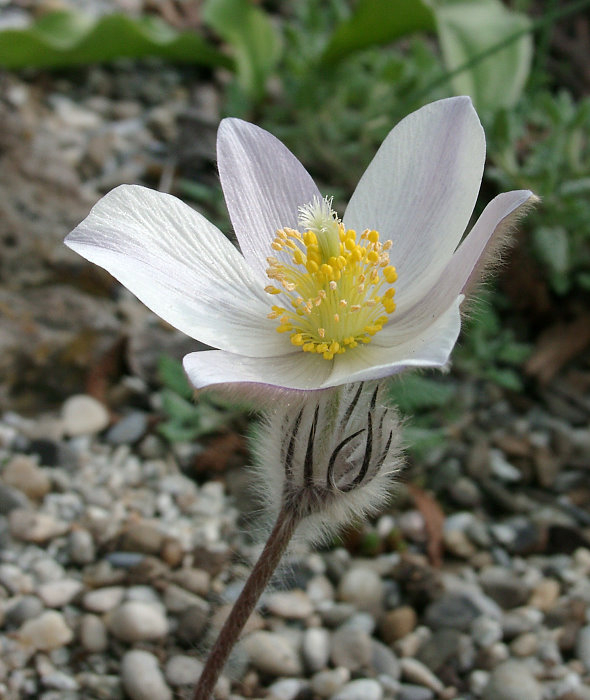 Pulsatilla vernalis