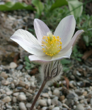 Pulsatilla vernalis