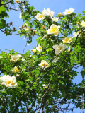 rose5.jpg