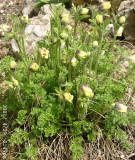 Pulsatilla albana (?)