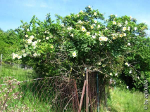 rose1.jpg