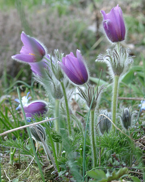Pulsatilla vulgaris