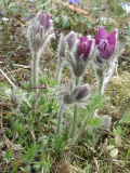 Pulsatilla vulgaris (?)
