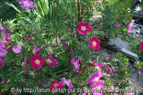 Dünenrose