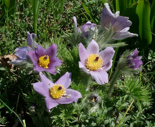 Pulsatilla grandis (?)