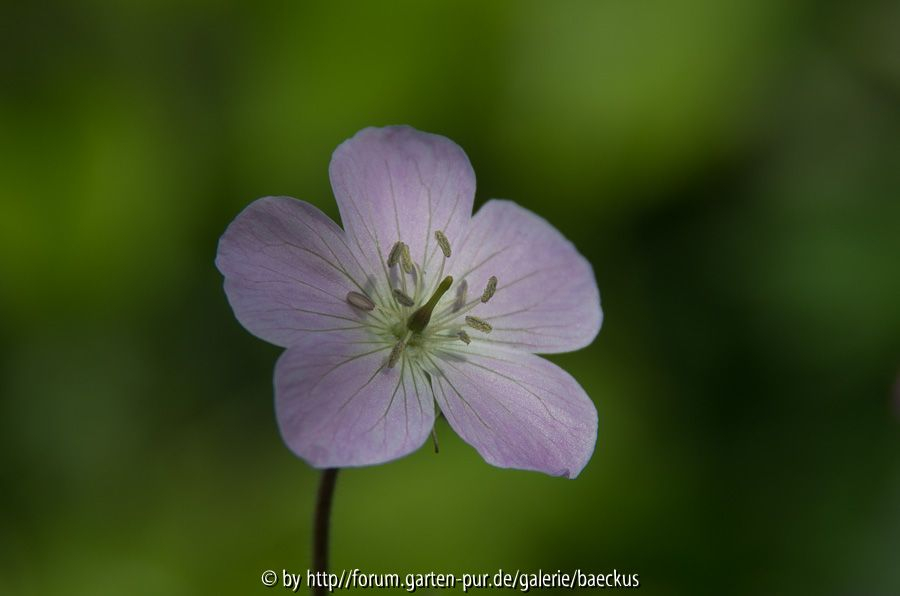 Geranium maculatum 