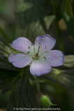 Geranium maculatum 