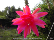 Aporocactus mallisonii