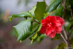 holly bright