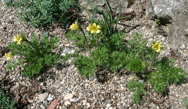 Pulsatilla albana