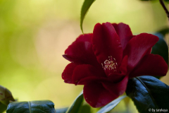royal velvet 11