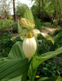 Cypripedium fasciolatum