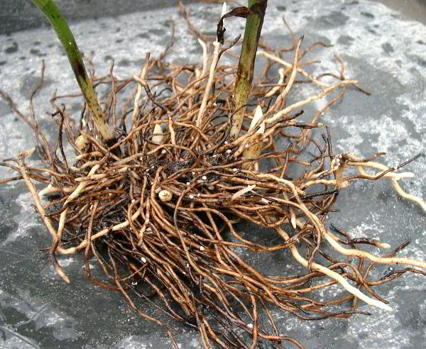 Cypripedium fasciolatum - Rhizom