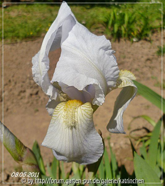 Iris germanica var. florentina