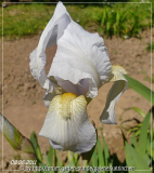 Iris germanica var. florentina