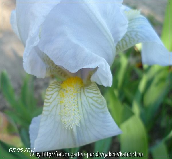 Iris germanica var. florentina