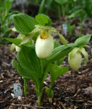 Cypripedium fasciolatum