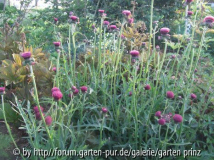 Cirsium rivulare atropurpureum 2011/05