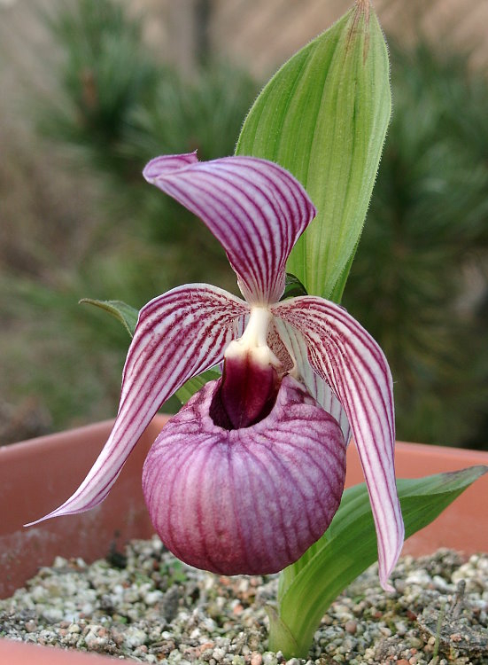 Cypripedium tibeticum